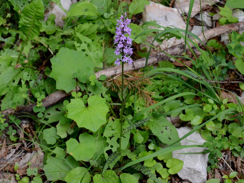 Dactylorhiza fuchsii